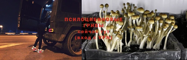 PSILOCYBIN Алзамай
